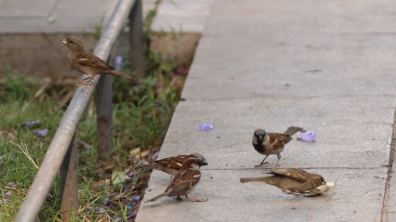 AVES